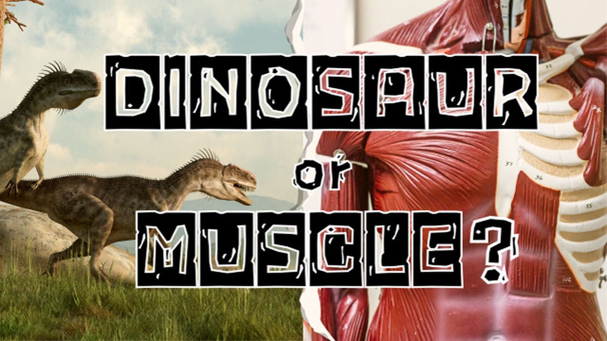 Dinosaur or Muscle? image number null